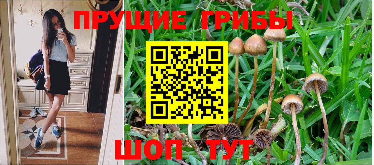 Псилоцибиновые грибы Cubensis Кингисепп